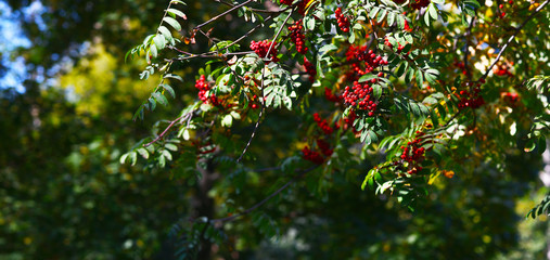 bright red bunches of Rowan on green branches