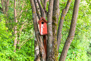 brown birdhouse on an old moss-covered willow tree in a summer city Park