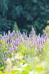 Plant background, sunny day on the meadow. Bright green plants on the foreground and dark blurred background. Great backdrop for apps and social media.