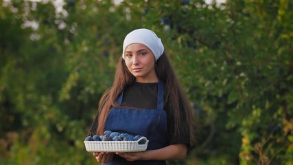 Portrait of young woman in apron standing with basket of fresh plums. Harvest of plums in orchard during sunset