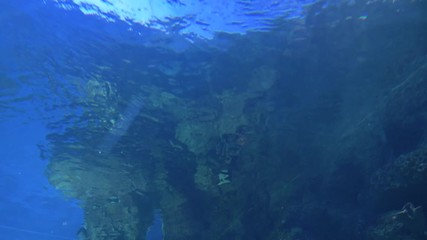 Sharks of different species swim among other fish in a large aquarium