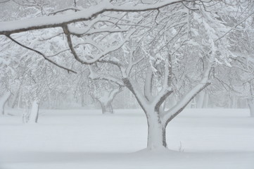 Fototapeta premium Orchard in Winter Snowcover