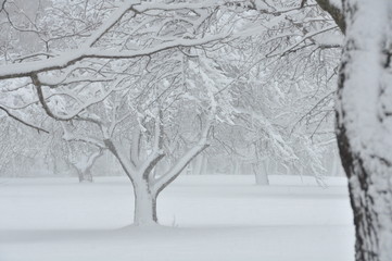 Snowy Orchard Trees Scene