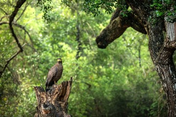 Portrait of crested Serpent Eagle perched in tree in Wilpattu National Park in Sri Lanka, close up photo, exotic birding in Asia, beautiful bird of prey with yellow eyes