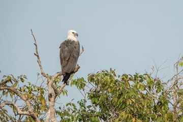 White-bellied sea eagle (Haliaeetus leucogaster) perched on treetop against blue sky. Majestic bird of prey in its environment, Wilpattu national park, Sri Lanka, Exotic birding in Asia