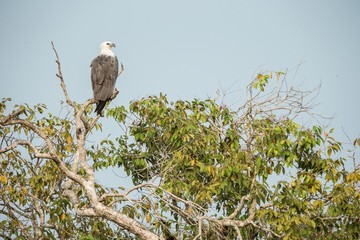 White-bellied sea eagle (Haliaeetus leucogaster) perched on treetop against blue sky. Majestic bird of prey in its environment, Wilpattu national park, Sri Lanka, Exotic birding in Asia