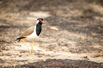 Red-wattled Lapwing (Vanellus Indicus), in natural habitat, Bundala National Park, Sri Lanka, beautiful colorful bird, Exotic birdwaitching in Asia