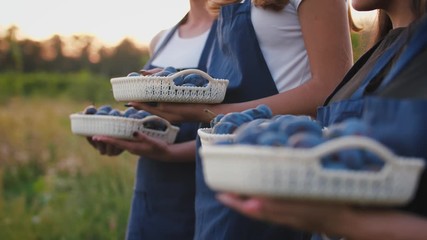 Close up shot of group of young women standing with baskets full of fresh plums during sunset, slow motion, rack focus