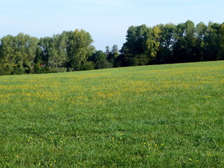 Blumenwiese (Lehmjöresweg in Stolberg-Vicht)