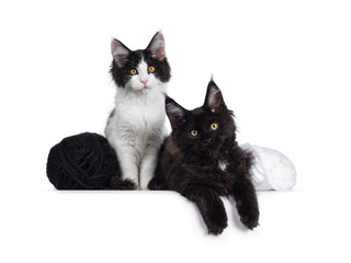 Cute black and white Maine Coon cat kittens sitting / laying beside eachother and knots of wool. Looking at lens with curious look. Isolated on white background.
