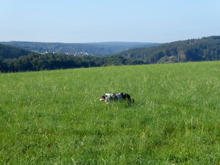 Hund auf Wiese mit Aussicht (Lehmjöresweg in Stolberg-Vicht)