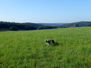 Hund auf Wiese mit Aussicht (Lehmjöresweg in Stolberg-Vicht)