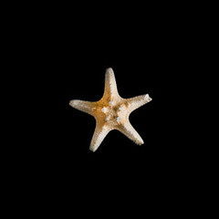 Starfish on a black background