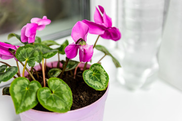 Room cyclamen flower blooming on the balcony. Bootle of water and flower.
