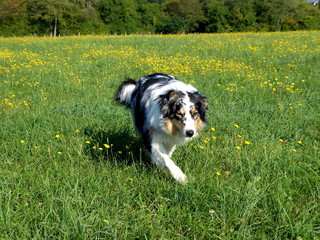Hund auf Blumenwiese