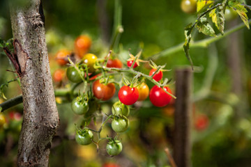Wild tomatoes growing, both ripe and unripe, rich in colors and vitamins.
