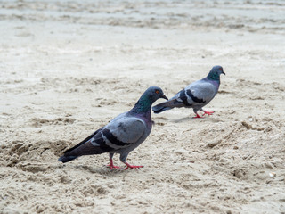 Pigeon on the sand, Closeup of a gray pigeon in the beach
