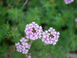 Pink and purple Lantana flowers Phakakrong blossom small spring on green beautiful and fresh background, beautiful flower