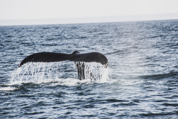 Walbeobachtung in Island