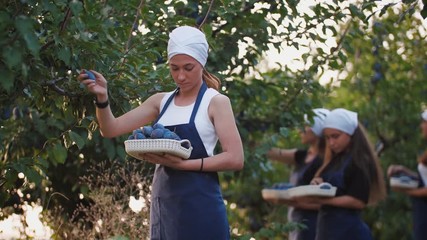 Group of young women picking fresh plums from the tree and put it into the baskets. Harvesting plums in orchard, slow motion