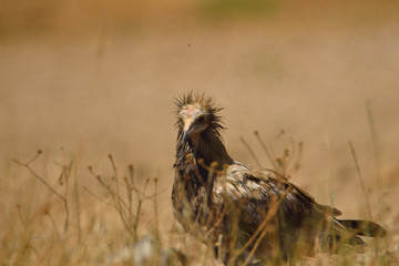  Alimoche común o buitre egipcio (Neophron percnopterus) posado sobre una piedra