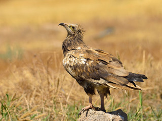  Alimoche común o buitre egipcio (Neophron percnopterus) posado sobre una piedra