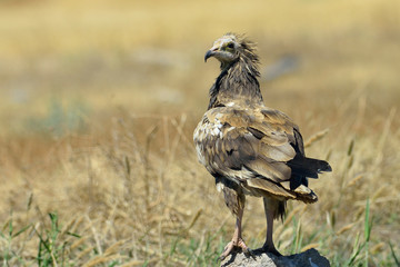  Alimoche común o buitre egipcio (Neophron percnopterus) posado sobre una piedra