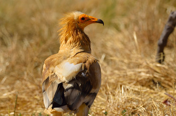 Primeros planos de Alimoche común o buitre egipcio (Neophron percnopterus)