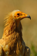 Primeros planos de Alimoche común o buitre egipcio (Neophron percnopterus)