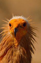 Primeros planos de Alimoche común o buitre egipcio (Neophron percnopterus)