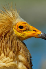 Primeros planos de Alimoche común o buitre egipcio (Neophron percnopterus)