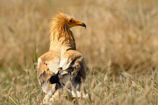 Primeros planos de Alimoche com&uacute;n o buitre egipcio (Neophron percnopterus)