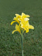 Indian shot or African arrowroot, Sierra Leone arrowroot,canna, cannaceae, canna lily, Flowers at the park, nature background