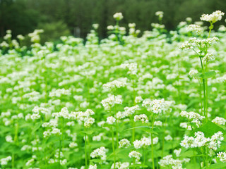 日本の蕎麦畑_白い花