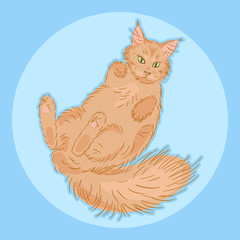 cute furry lying maine coon cat, beautiful wooly  isolated pet, for cards, prints, banners or veterinary  guide, editable vector illustration