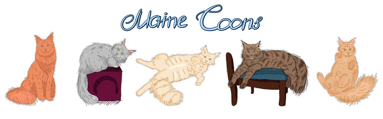 cute furry maine coon cats set, beautiful wooly  isolated pets, for cards, prints, banners or veterinary  guide, editable vector illustration