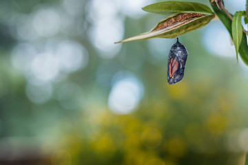 Monarch Chrysalis, Danaus Plexppus, on milkweed with soft jewel tones background