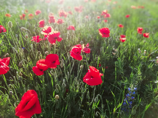 Obraz premium summer field of beautiful, bright poppy flowers close-up, background, summer