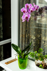 Orchid on the windowsill on the balcony