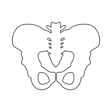 Silhouette of pelvis icon outline element. Vector illustration of hip bones icon line isolated on clean background for your web mobile app logo design. Isolated on a white background.