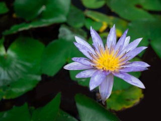 Purple lotus in the background with green leaves, Religious or spa background