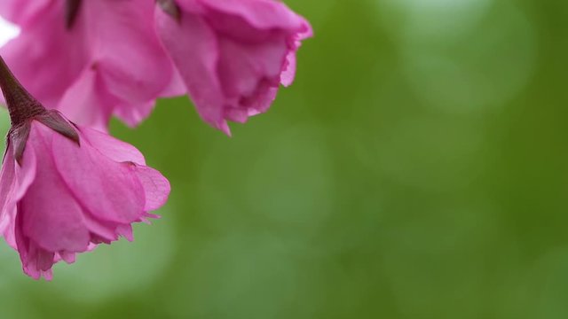 Beautiful pink and green floral video background.