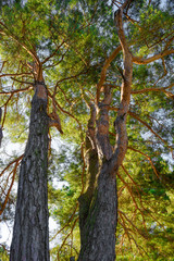 Fototapeta na wymiar Pine Pine trees in the forest. Wild nature