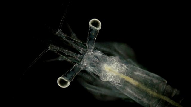 Black Sea plankton and zooplankton under a microscope, Mysid shrimp, looks very much like a shrimp, class Malacostraca, type Arthropoda, genus Mesopodopsis