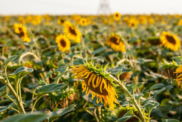 Open sunflowers in a field of sunflowers in the evening at sunset.