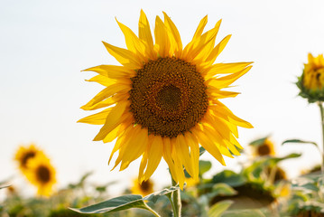 Open sunflowers in a field of sunflowers in the evening at sunset.