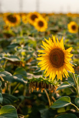 Open sunflowers in a field of sunflowers in the evening at sunset.