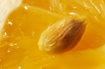lemon seed