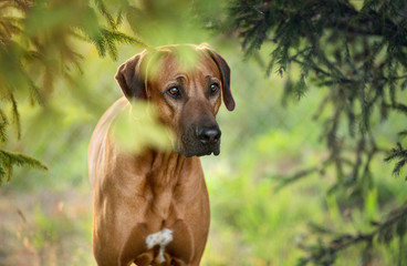Purebred rhodesian ridgeback dog on the nature background.