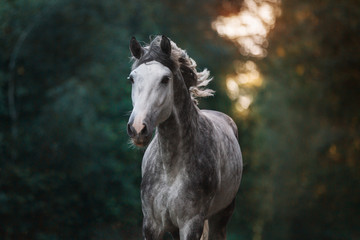 Portrait of a beautiful grey arabian horse in the forest.
